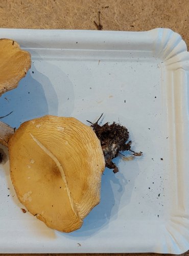 ČIRŮVKA BĚLOŽLUTAVÁ (Tricholoma stiparophyllum) FOTO: Marta Knauerová, 25.–26. 10. 2025

