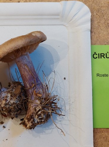 ČIRŮVKA DVOUBARVÁ (Lepista saeva) FOTO: Marta Knauerová, 25.–26. 10. 2025