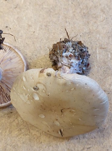 ČIRŮVKA DVOUBARVÁ (Lepista saeva) FOTO: Marta Knauerová, 25.–26. 10. 2025