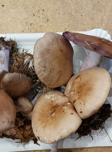 ČIRŮVKA FIALOVÁ (Lepista nuda) FOTO: Marta Knauerová, 25.–26. 10. 2025