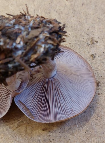 ČIRŮVKA FIALOVÁ (Lepista nuda) FOTO: Marta Knauerová, 25.–26. 10. 2025