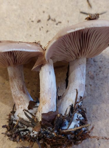 ČIRŮVKA FIALOVÁ (Lepista nuda) FOTO: Marta Knauerová, 25.–26. 10. 2025