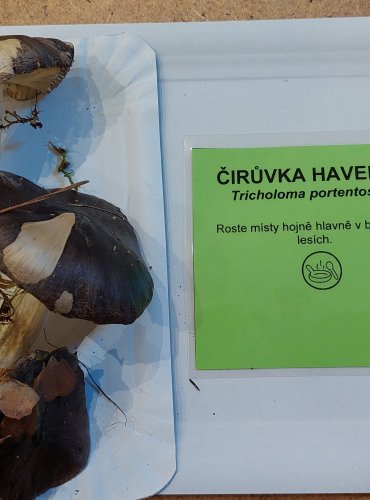 ČIRŮVKA HAVELKA (Tricholoma portentosum) FOTO: Marta Knauerová, 25.–26. 10. 2025