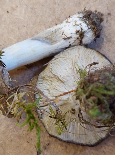 ČIRŮVKA HAVELKA (Tricholoma portentosum) FOTO: Marta Knauerová, 25.–26. 10. 2025