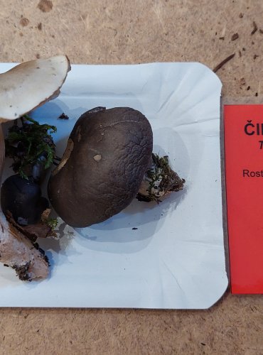 ČIRŮVKA MÝDLOVÁ (Tricholoma saponaceum) FOTO: Marta Knauerová, 25.–26. 10. 2025