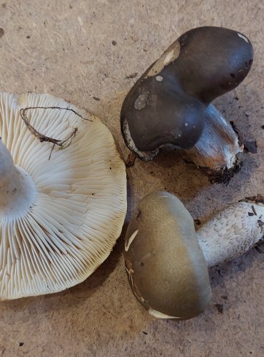ČIRŮVKA MÝDLOVÁ (Tricholoma saponaceum) FOTO: Marta Knauerová, 25.–26. 10. 2025