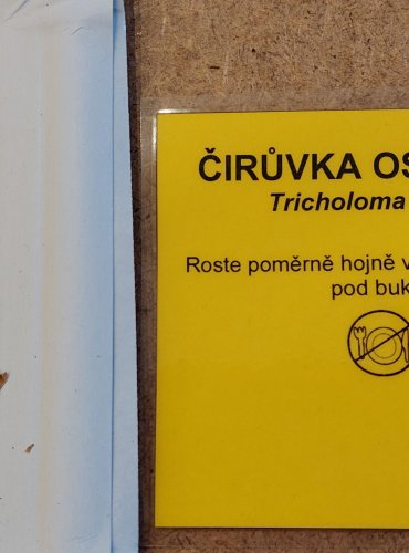 ČIRŮVKA OSMAHLÁ (Tricholoma ustale) FOTO: Marta Knauerová, 25.–26. 10. 2025