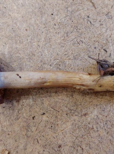 ČIRŮVKA OSMAHLÁ (Tricholoma ustale) FOTO: Marta Knauerová, 25.–26. 10. 2025
