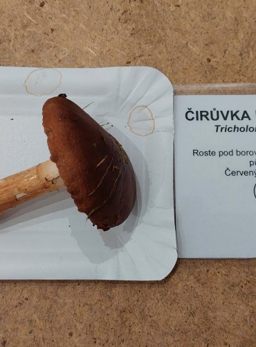 ČIRŮVKA PRSTENITÁ (Tricholoma batschii) zapsána v Červeném seznamu hub (makromycetů) České republiky v kategorii VU – zranitelný druh FOTO: Marta Knauerová, 25.–26. 10. 2025