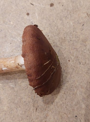 ČIRŮVKA PRSTENITÁ (Tricholoma batschii) zapsána v Červeném seznamu hub (makromycetů) České republiky v kategorii VU – zranitelný druh FOTO: Marta Knauerová, 25.–26. 10. 2025