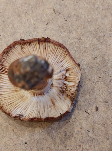 ČIRŮVKA PRSTENITÁ (Tricholoma batschii) zapsána v Červeném seznamu hub (makromycetů) České republiky v kategorii VU – zranitelný druh FOTO: Marta Knauerová, 25.–26. 10. 2025
