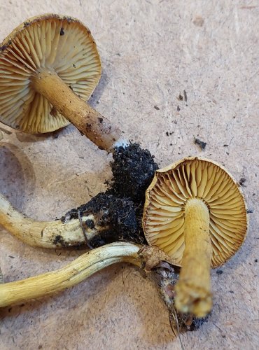 ČIRŮVKA SÍROŽLUTÁ (Tricholoma sulphureum) FOTO: Marta Knauerová, 25.–26. 10. 2025
