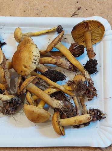 ČIRŮVKA SÍROŽLUTÁ (Tricholoma sulphureum) FOTO: Marta Knauerová, 25.–26. 10. 2025
