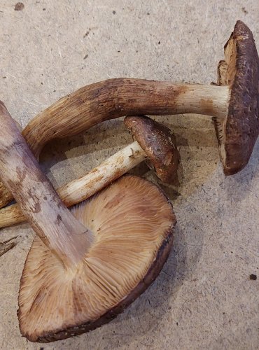 ČIRŮVKA STŘECHOVITÁ (Tricholoma imbricatum) FOTO: Marta Knauerová, 25.–26. 10. 2025