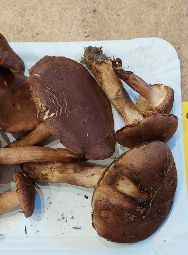 ČIRŮVKA STŘECHOVITÁ (Tricholoma imbricatum) FOTO: Marta Knauerová, 25.–26. 10. 2025