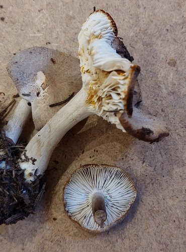 ČIRŮVKA ŠEDOŽEMLOVÁ (Tricholoma scalpturatum) FOTO: Marta Knauerová, 25.–26. 10. 2025