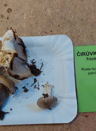 ČIRŮVKA ŠEDOŽEMLOVÁ (Tricholoma scalpturatum) FOTO: Marta Knauerová, 25.–26. 10. 2025