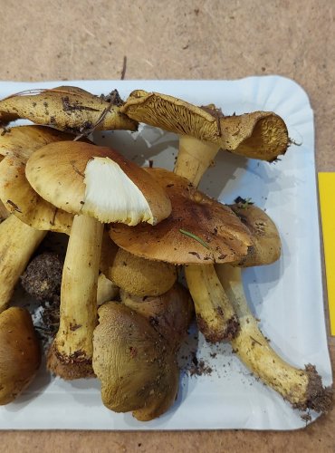 ČIRŮVKA ZELÁNKA (Tricholoma equestre) FOTO: Marta Knauerová, 25.–26. 10. 2025