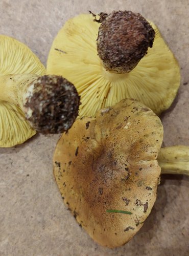 ČIRŮVKA ZELÁNKA (Tricholoma equestre) FOTO: Marta Knauerová, 25.–26. 10. 2025
