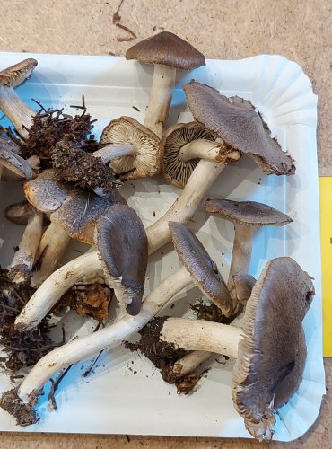 ČIRŮVKA ZEMNÍ (Tricholoma terreum) FOTO: Marta Knauerová, 25.–26. 10. 2025