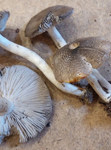 ČIRŮVKA ZEMNÍ (Tricholoma terreum) FOTO: Marta Knauerová, 25.–26. 10. 2025