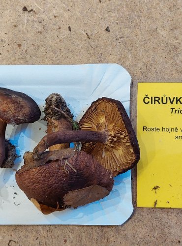 ČIRŮVKA ŽLUTOHNĚDÁ (Tricholoma fulvum) FOTO: Marta Knauerová, 25.–26. 10. 2025