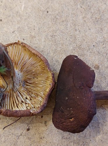 ČIRŮVKA ŽLUTOHNĚDÁ (Tricholoma fulvum) FOTO: Marta Knauerová, 25.–26. 10. 2025