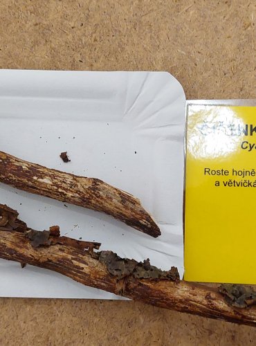 ČÍŠENKA RÝHOVANÁ (Cyathus striatus) FOTO: Marta Knauerová, 25.–26. 10. 2025