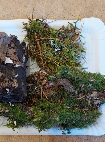 DŘEVNATKA PAROHATÁ (Xylaria hypoxylon) FOTO: Marta Knauerová, 25.–26. 10. 2025

