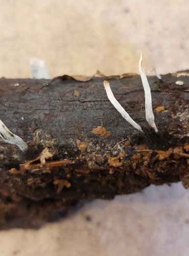 DŘEVNATKA PAROHATÁ (Xylaria hypoxylon) FOTO: Marta Knauerová, 25.–26. 10. 2025

