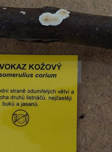 DŘEVOKAZ KOŽOVÝ (Byssomerulius corium) FOTO: Marta Knauerová, 25.–26. 10. 2025
