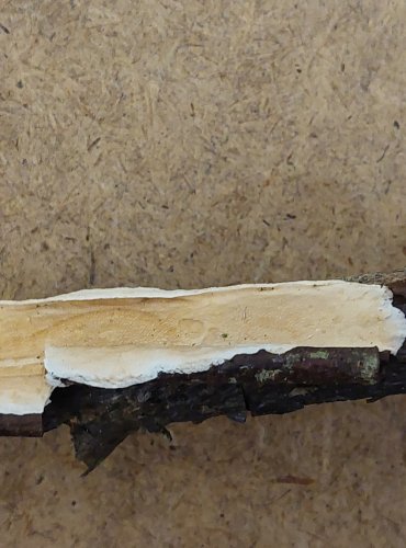 DŘEVOKAZ KOŽOVÝ (Byssomerulius corium) FOTO: Marta Knauerová, 25.–26. 10. 2025