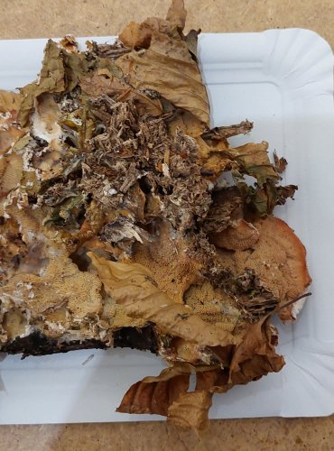 DŘEVOKAZ ROSOLOVITÝ (Phlebia tremellosa) FOTO: Marta Knauerová, 25.–26. 10. 2025