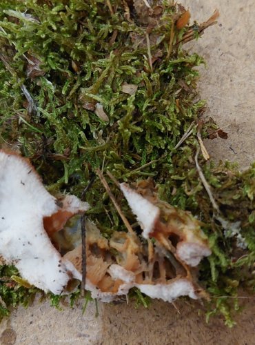 DŘEVOKAZ ROSOLOVITÝ (Phlebia tremellosa) FOTO: Marta Knauerová, 25.–26. 10. 2025