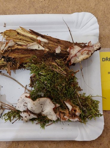 DŘEVOKAZ ROSOLOVITÝ (Phlebia tremellosa) FOTO: Marta Knauerová, 25.–26. 10. 2025