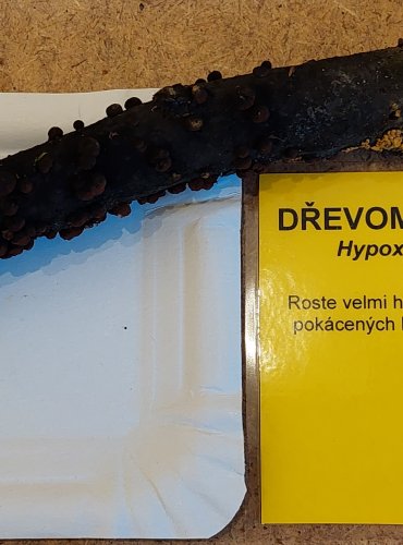 DŘEVOMOR ČERVENÝ (Hypoxylon fragiforme) FOTO: Marta Knauerová, 25.–26. 10. 2025