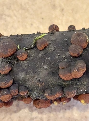 DŘEVOMOR ČERVENÝ (Hypoxylon fragiforme) FOTO: Marta Knauerová, 25.–26. 10. 2025