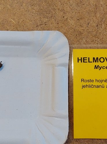 HELMOVKA CHLOROVÁ (Mycena leptocephala) FOTO: Marta Knauerová, 25.–26. 10. 2025