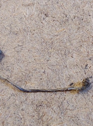 HELMOVKA CHLOROVÁ (Mycena leptocephala) FOTO: Marta Knauerová, 25.–26. 10. 2025