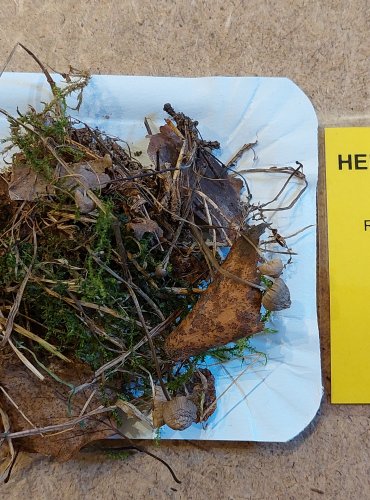 HELMOVKA KUŽELOVITÁ (Mycena metata) FOTO: Marta Knauerová, 25.–26. 10. 2025