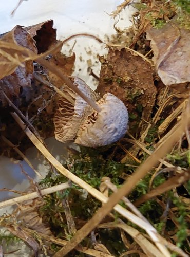 HELMOVKA KUŽELOVITÁ (Mycena metata) FOTO: Marta Knauerová, 25.–26. 10. 2025