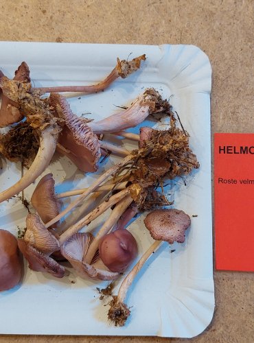 HELMOVKA NARŮŽOVĚLÁ (Mycena rosea) FOTO: Marta Knauerová, 25.–26. 10. 2025