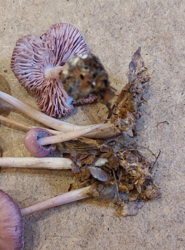 HELMOVKA NARŮŽOVĚLÁ (Mycena rosea) FOTO: Marta Knauerová, 25.–26. 10. 2025