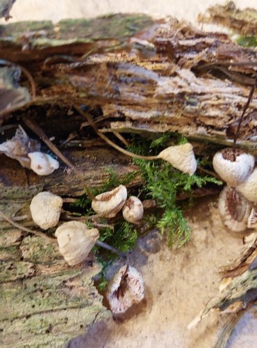 HELMOVKA OORTOVA (Mycena arcangeliana) FOTO: Marta Knauerová, 25.–26. 10. 2025