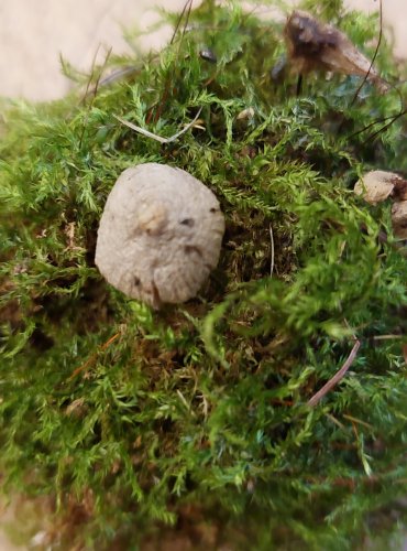 HELMOVKA OORTOVA (Mycena arcangeliana) FOTO: Marta Knauerová, 25.–26. 10. 2025