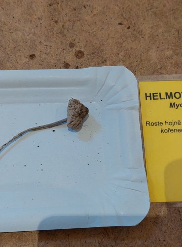 HELMOVKA RÝHONOHÁ (Mycena polygramma) FOTO: Marta Knauerová, 25.–26. 10. 2025

