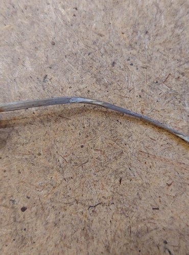 HELMOVKA RÝHONOHÁ (Mycena polygramma) FOTO: Marta Knauerová, 25.–26. 10. 2025

