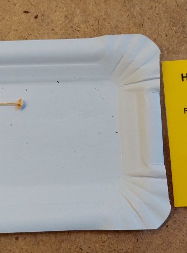 HELMOVKA SÁDROVÁ (Hemimycena cucullata) FOTO: Marta Knauerová, 25.–26. 10. 2025