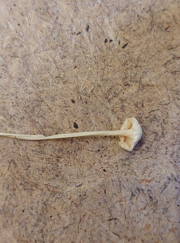 HELMOVKA SÁDROVÁ (Hemimycena cucullata) FOTO: Marta Knauerová, 25.–26. 10. 2025