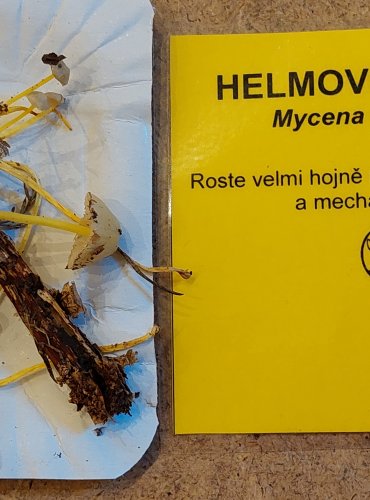 HELMOVKA SLIZKÁ (Mycena epipterygia) FOTO: Marta Knauerová, 25.–26. 10. 2025